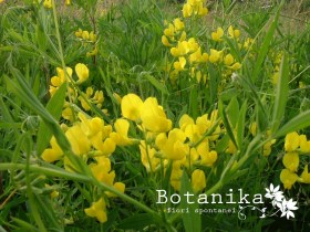 Lathyrus pratensis